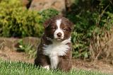 BORDER COLLIE 1244